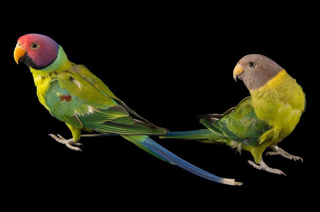 Joel Sartoreさんのインスタグラム写真 - (Joel SartoreInstagram)「These plum-head parakeets, along with nearly 300 other birds, have recently made a cross-country move from @pandemoniumaviaries in California to @sylvanheights_birdpark in North Carolina. These two institutions have joined forces to ensure that these parakeets, and many other species survive for generations to come. Both institutions share a commitment to preserving rare and endangered species by maintaining sustainable breeding populations. While this pair of plum-head parakeets are settling into their new home in North Carolina, flocks of these birds can be seen in the wild, flying through forests, woodlands, and city parks from the Himalayas south to Sri Lanka. #parakeet #plumhead #pink #grey #birds #pair #duo #colorful #PhotoArk #savetogether」8月25日 22時31分 - joelsartore