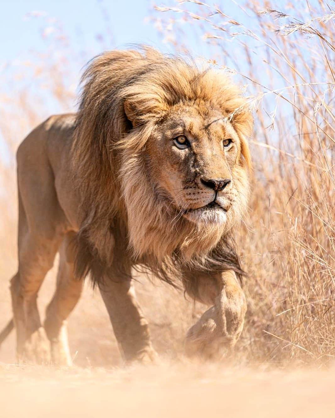 Kevin Richardson LionWhisperer さんのインスタグラム写真 - (Kevin Richardson LionWhisperer Instagram)「When a lion focuses on something that it wants there is very little that can distract its attention until it’s got it. This sounds like a motivational quote and it probably should because if we focused more on the end goal and less on the distractions and detractors we would be a lot more productive and successful.」8月25日 22時43分 - lionwhisperersa