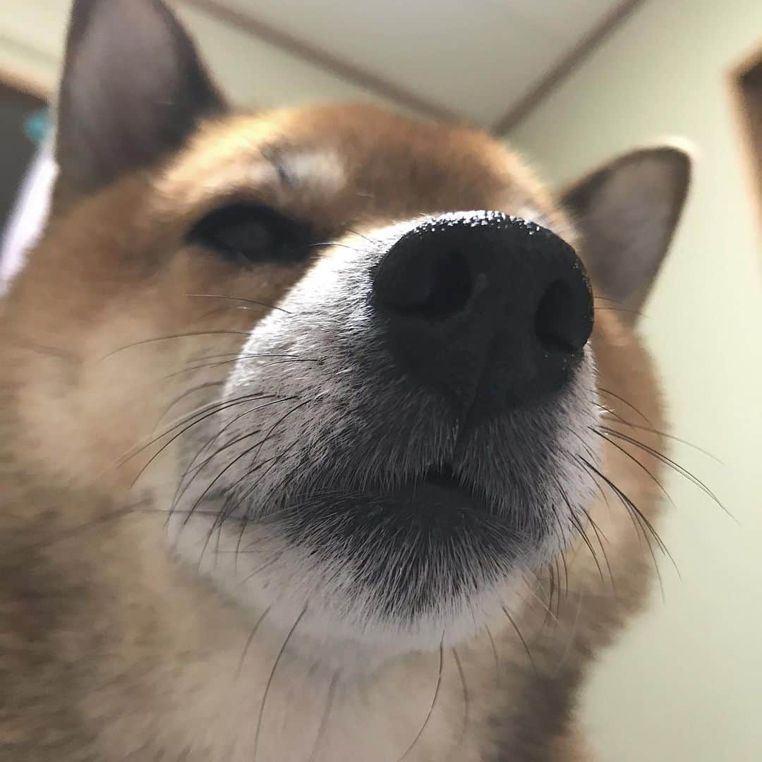 柴犬はなこ Shibainu Hanakoさんのインスタグラム写真 - (柴犬はなこ Shibainu HanakoInstagram)「G'night💫💋 #shibainu #shiba #dog #kiss  #柴犬 #犬」8月25日 22時46分 - kiki_beee