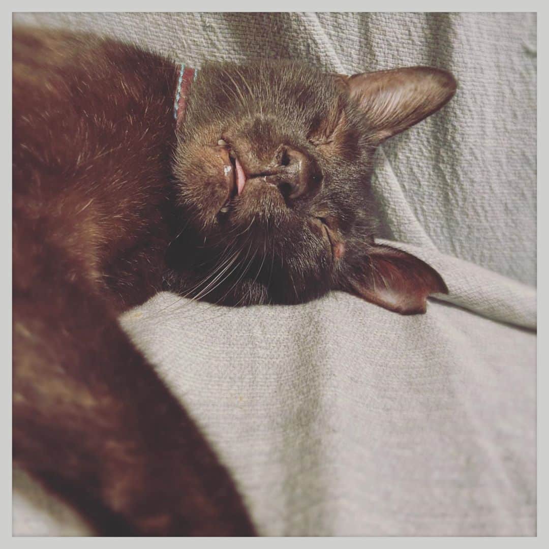 kumikoのインスタグラム：「グニャイ💤」