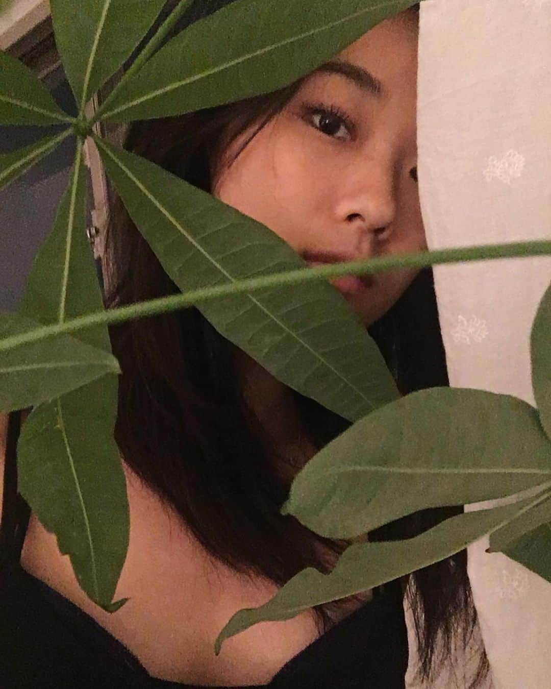 芦田ユリナのインスタグラム：「Hide-and-seek 🌿 #pachira」