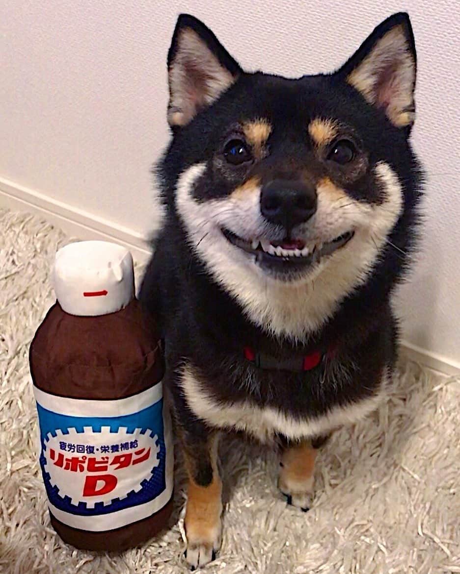 まめ丸のインスタグラム：「* * 今日もおつかれさまでした🐶💓 * * #ニン😁❣️ #まだまだあついから #熱中症きをつけようね🐶🥛 * #柴犬#豆柴#柴#黒柴#犬#しばいぬ#shiba#shibainu#shibastagram#shibadog#ig_japan#ig_dogphoto#puppy#instadog#dogstagram#dog#petstagram#pet#강아지#dailyfluff#weeklyfluff#いぬのきもち#いぬのきもち」