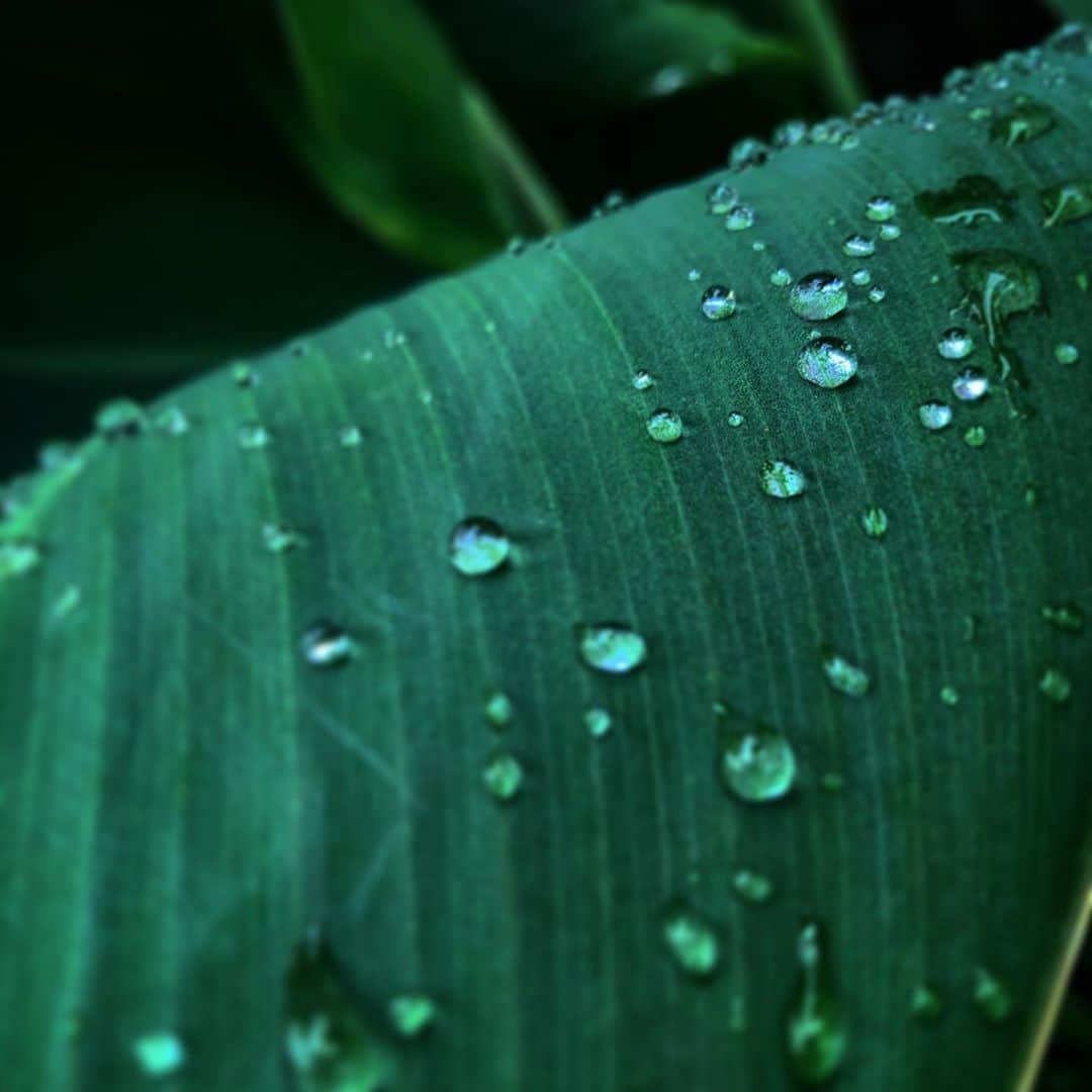 のインスタグラム：「#水滴 #緑 #自然 #green #新しい #新鮮 #fresh #再生 #reborn #sound #生きる #感謝 #出会い #別れ #旅立ち #繋がり #また会える #ご縁」