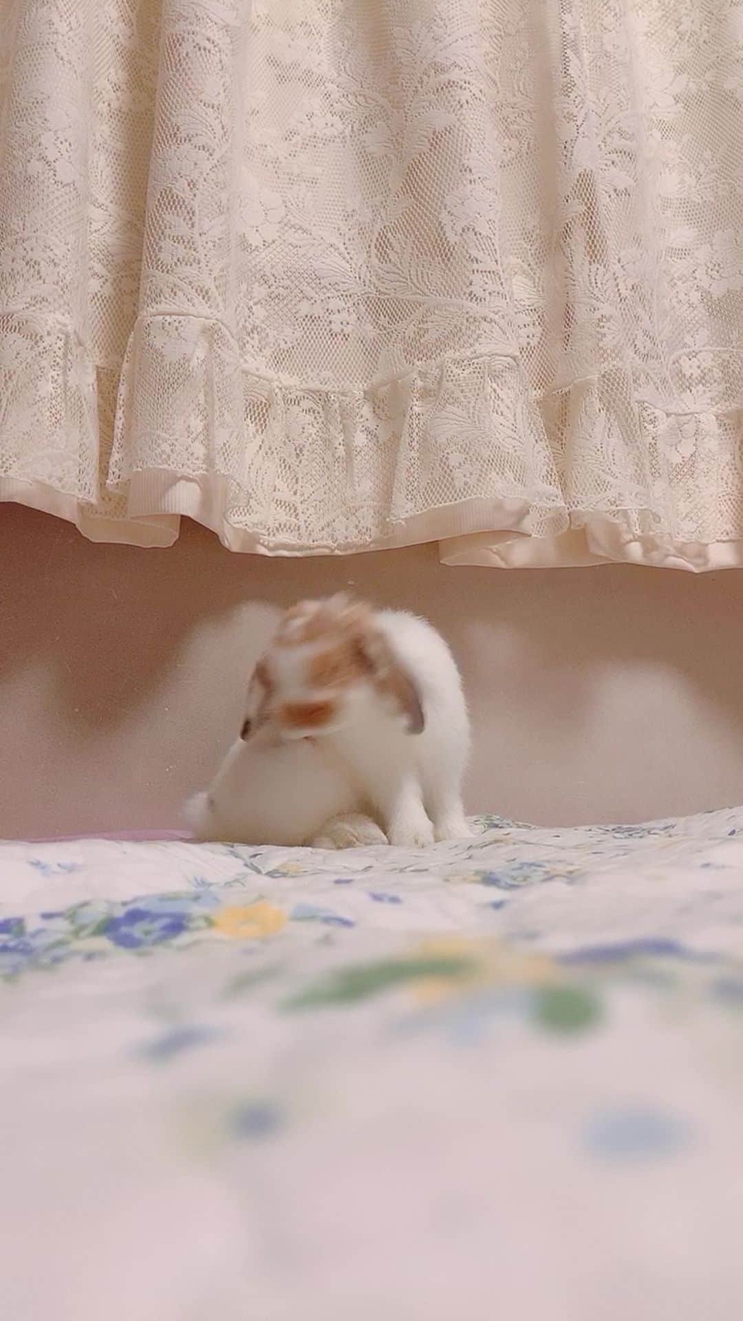 のインスタグラム：「キョロキョロハイテンション」