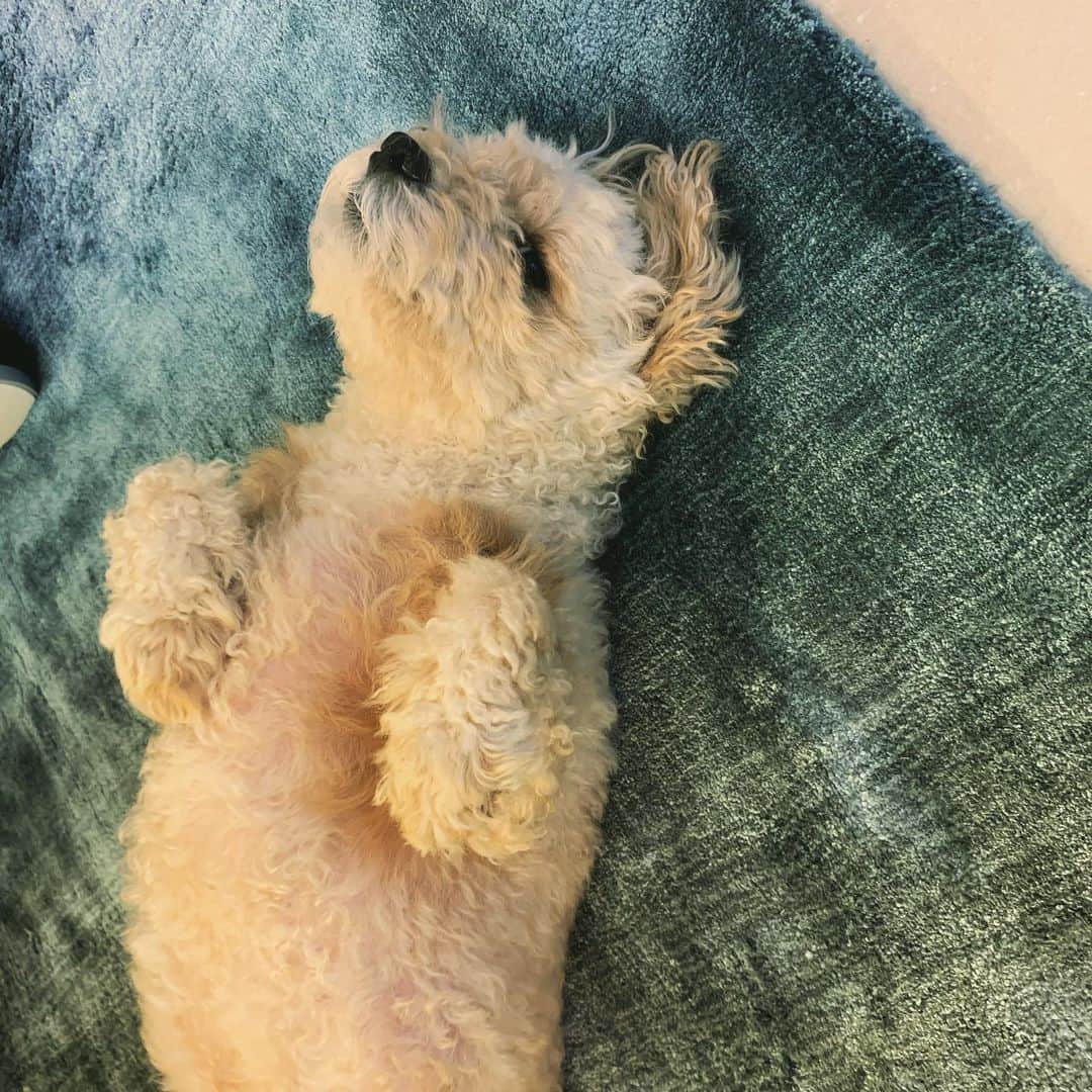 川井郁子のインスタグラム：「先に寝るよ #トイプードル」