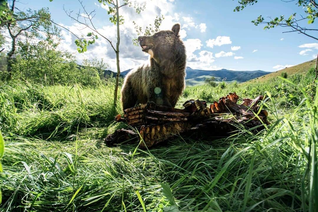 Cory Richardsさんのインスタグラム写真 - (Cory RichardsInstagram)「Dinner time with a grizzly bear in Yellowstone National Park. ⁠ ⁠ For those curious, no, I did not get this close to a feasting grizzly. This was shot using a remote on a camera that placed long before this guy arrived. @natgeo⁠」8月26日 0時35分 - coryrichards