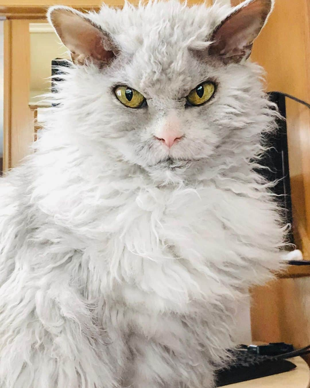 アルベルトさんのインスタグラム写真 - (アルベルトInstagram)「Don’t hate me because I’m fabulous. #selkirkrex #pompousalbert #officecats」8月26日 0時43分 - pompous.albert