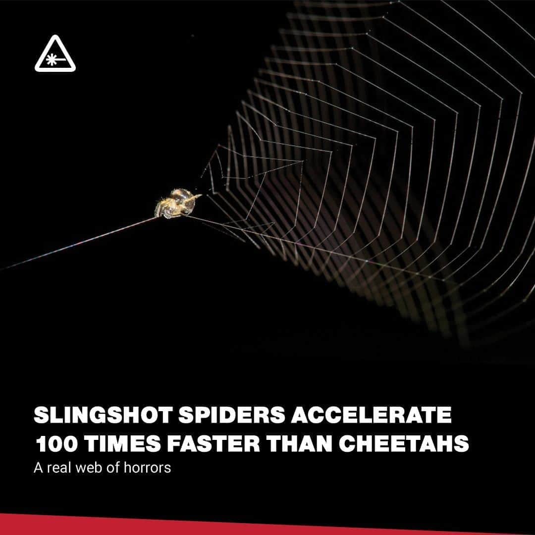 クリス・ハードウィックさんのインスタグラム写真 - (クリス・ハードウィックInstagram)「Scientists have found that “slingshot spiders” are able to shoot themselves with an acceleration of 4265 feet per second squared.⁠ link in bio」8月26日 0時45分 - nerdist