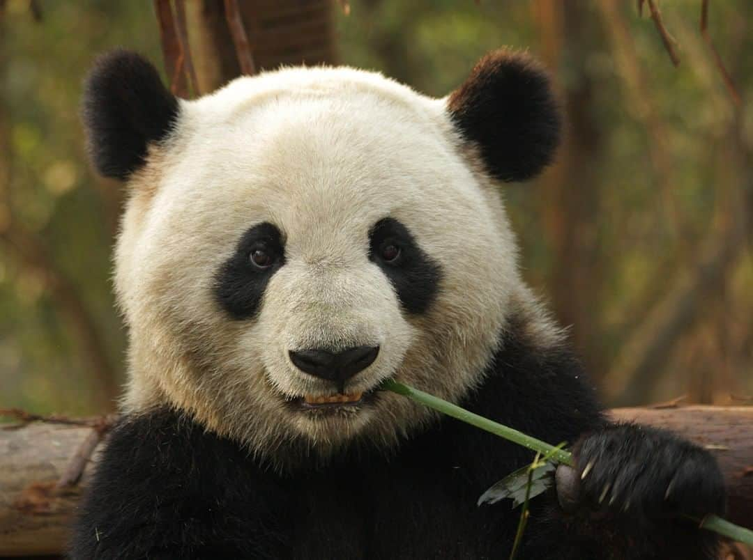 アニマルプラネットさんのインスタグラム写真 - (アニマルプラネットInstagram)「You got something in your teeth there, buddy.  . . . . . . #panda #pandabear #toocutetuesday #animal #animals #endangeredspecies #animalplanet #pictureoftheday #photooftheday」8月26日 1時00分 - animalplanet