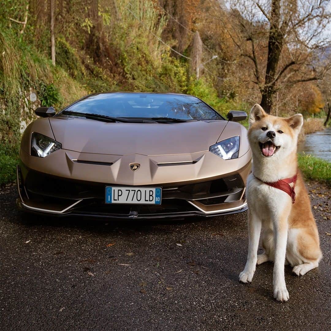 ランボルギーニのインスタグラム：「With the Aventador SVJ Roadster on road, very little else can grab your attention like our friends.   #Lamborghini #AventadorSVJRoadster」