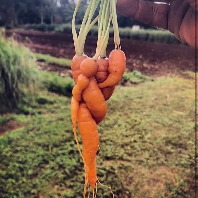 uglyfruitandvegのインスタグラム：「‪Look - it‘s a carrot family snuggling! 🥕🧡 Pic by @risingsunorganicfarm ‬」