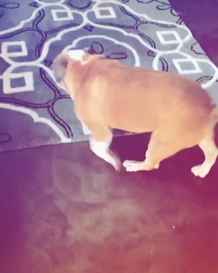 ティナ・マジョリーノのインスタグラム：「((sound on)) Dog Zooms > Work Zooms 🙌🏻 #StanTheMan #SquishWiggles #BullyButt」