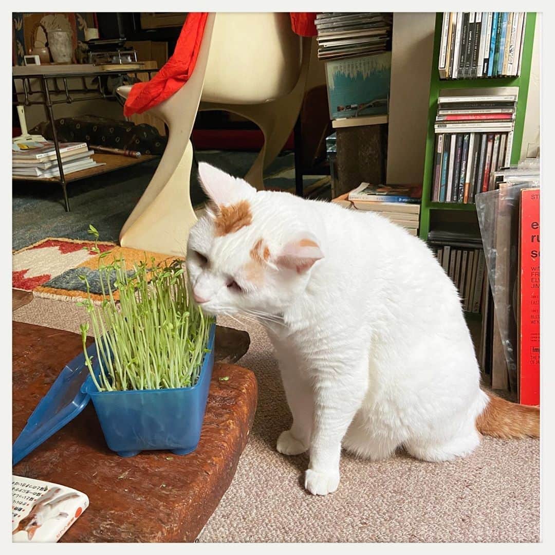 kumikoのインスタグラム：「豆苗好きだよねぇ。。。」