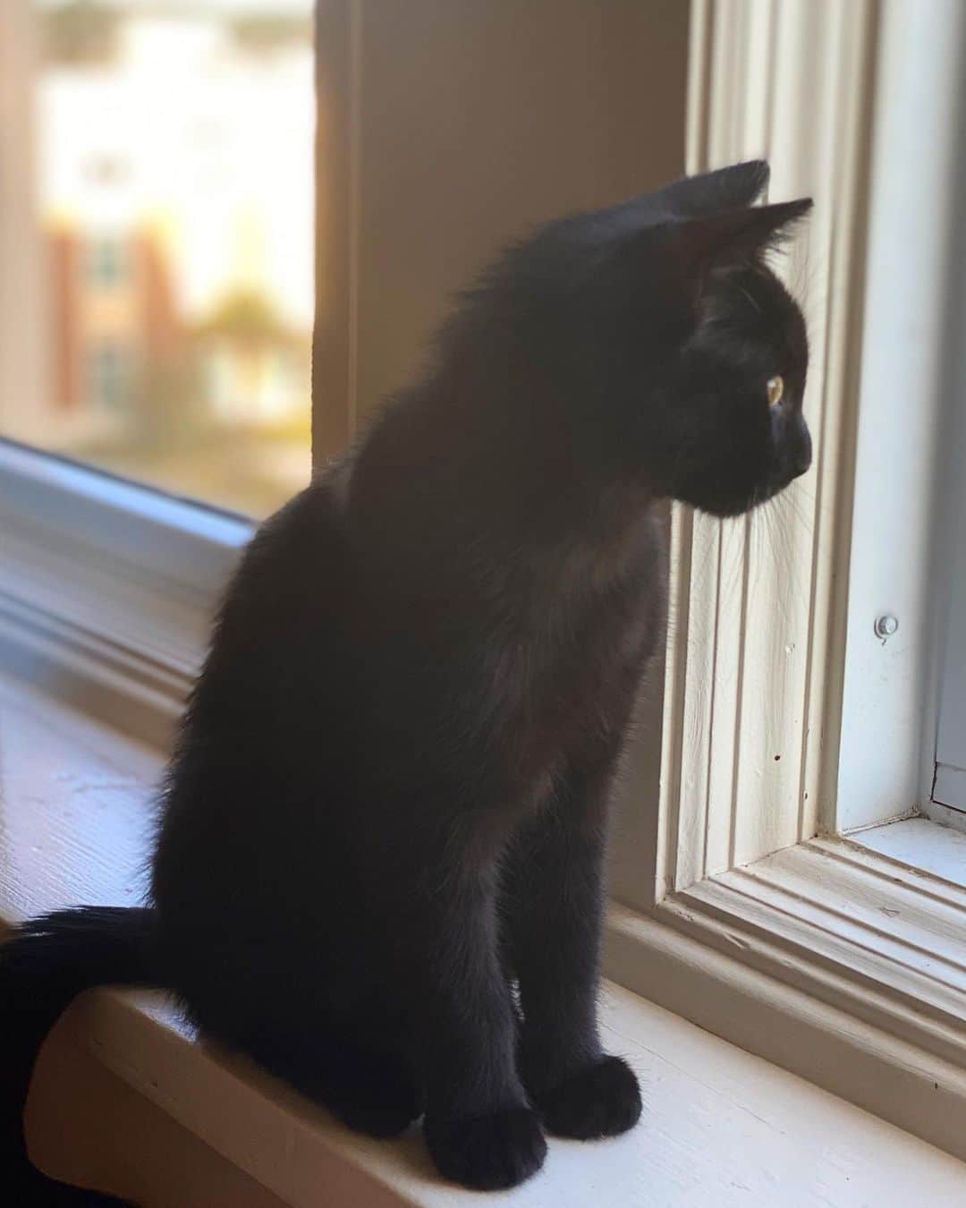 レイチェル・パーソンズのインスタグラム：「Appreciation post for my little Jax. Accidentally adopting this crazy kitten turned out to be one of my best decisions. Support your local shelters!」