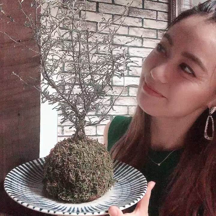 のインスタグラム：「♡ 苔玉が可愛すぎて。 ・ ・ どんなに眠くても お世話してから寝ます。 ・ ・ 今日もありがとお！ 大好き❤ ・ ・ ・ #1日1大好き #優美 #ゆうみ #me #昭和感 #大好き #ダイスキ #daisuki #love #❤️ #苔玉」