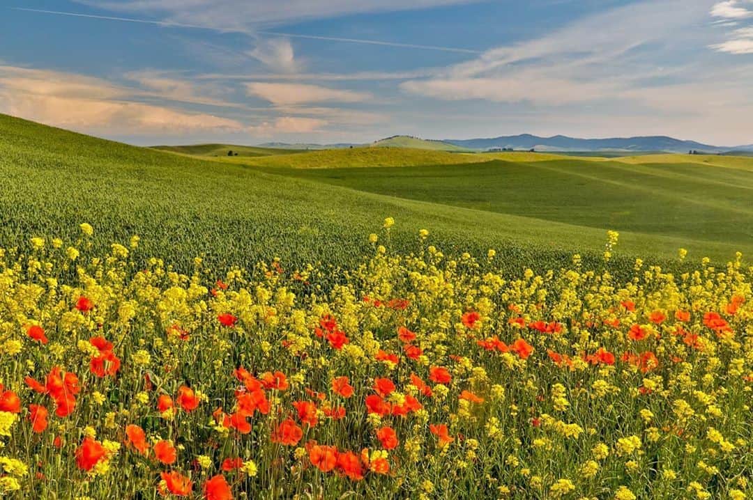 CANON USAさんのインスタグラム写真 - (CANON USAInstagram)「Photo by #CanonExplorerOfLight @darrellgulin "Late June trip to the Palouse area of Eastern Washington for the spring greens of wheat and pea fields along with the yellow of canola, but was blessed with many wildflowers along the sides of the road. These red and orange poppies and canola were taken with my Canon EOS 5D Mark IV camera."  Camera: #Canon EOS 5D Mark IV Lens: EF 24-105mm f/4L IS USM Aperture: f/11 ISO: 640 Shutter Speed: 1/60 sec Focal Length: 35mm」8月26日 2時23分 - canonusa