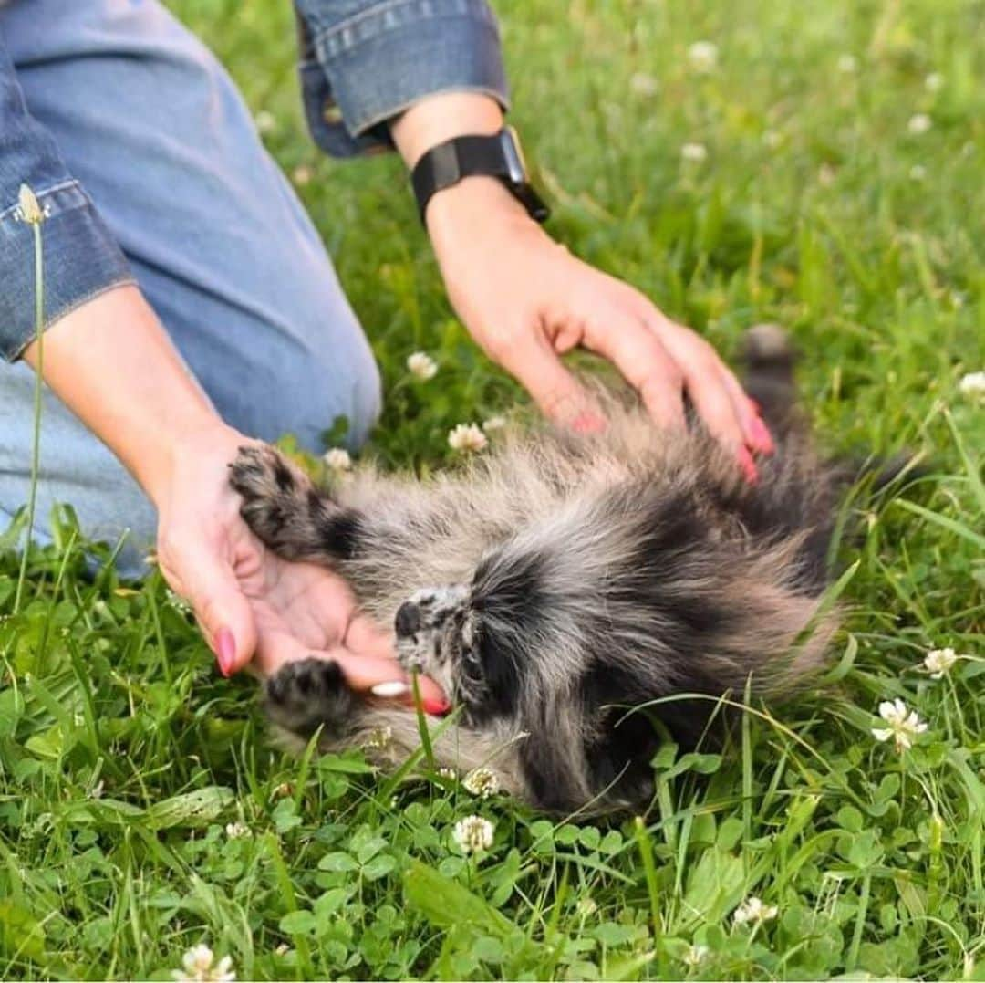 Puppy For Sale.さんのインスタグラム写真 - (Puppy For Sale.Instagram)「Pomeranian #spitz female #merle color ⠀ Девочка померанского шпица чёрный мрамор ⠀ Очень милый и позитивный ребёнок ⠀ Больше фото малышки в Сторис и в карусели ⠀ _________ ⠀ Следите за нашими обновлениями и подписывайтесь👇 @artsimpatiya ⠀ Больше информации, фото и видео: Директ, на личном сайте питомника Арт Симпатия: www.artsimpatiya.ru ⠀ #pom #pomeranian #pomeranienmerle #pomeranianspitz #pomeranianworld #pomeranianparis #pomeranianlyon #pomeranianbelgium #pomeranianromania #pomeranianamsterdam #pomeranianlove #pomeranianpuppy #pomeraniansofinstagram #pomeranianpuppies #pompuppy #pompuppies #spitzmerle #spitz #pomeranianspitz #mypomeranian #puppiespomeranian #puppypom #pomeranianlondon #pomeranianengland #pomeranianholland #pomeranianclubholland #pomeraniangermany」8月26日 2時15分 - artsimpatiya