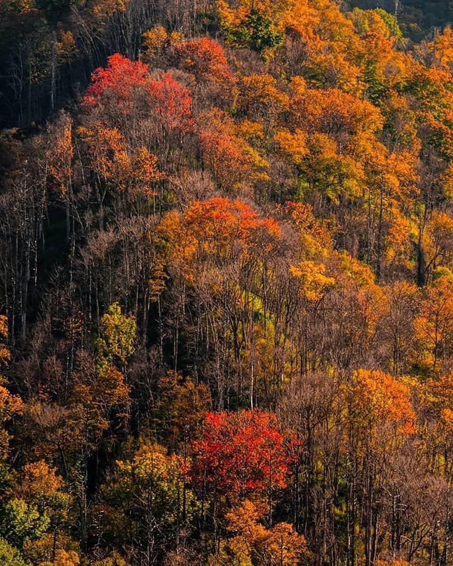 Ricoh Imagingさんのインスタグラム写真 - (Ricoh ImagingInstagram)「Posted @withregram • @frankleeruggles Are any other photographers out there getting really excited at the idea that Fall Colors are just around the corner!   The BEST time of year is coming! Summer SUCKS...bring me AUTUMN!!!    #instaphoto  #landscapephotography #nationalparkgeek neverstopexploring #wanderlust  #findyourpark  #autumn  @nationalparktrust @usinterior #fallcolors  #pentax645ambassador  @ricohusa  #Ricoh #Pentax #NPGeekAmbassador #optoutside #nationalparkgeek  @natgeo #bpmag  #outdoorphotomag #nationalparks #picoftheday #photooftheday.  #istagood #nofilter #igers #picoftheday  #instapic #photooftheday  #national_park_phototograpy  #79yearsproject #chasingthelight」8月26日 2時42分 - ricohpentax