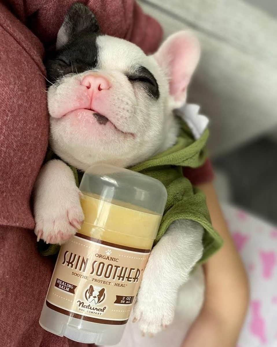 Regeneratti&Oliveira Kennelさんのインスタグラム写真 - (Regeneratti&Oliveira KennelInstagram)「If your dog suffers from seasonal and environmental allergies, you need to try #SkinSoother. It has all-natural ingredients that soothe the irritation, treat / prevent infection, speed recovery and allow the skin to heal. It comes highly recommended by people and vets all over the world! . ⭐ SAVE 20% off @naturaldogcompany with code JMARCOZ at NaturalDog.com  worldwide shipping  ad 📷: @rufo_thefrenchie . . . . . . #frenchiepetsupply #frenchiesofinsta #pugsofinsta #frenchbulldog #frenchiesofinstagram #pug #frenchies #reversibleharness #frenchiehoodie #thedodo #frenchieharness #dogclothes #dogharness #frenchiegram #dogsbeingbasic #frenchieoftheday #instafrenchie #bulldogs #dogstagram #frenchievideo #cutepetclub #bestwoof #frenchies1 #ruffpost #bostonterrier #bostonsofig #animalonearth #dog」8月26日 4時33分 - jmarcoz