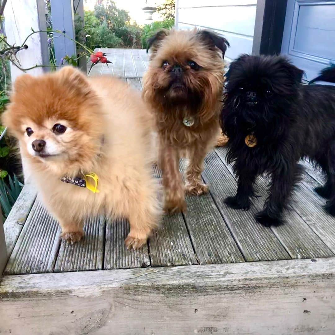 Digby & Aloのインスタグラム：「Those of you who have been around for a while will know our mate Boomer. Sadly we have had to say goodbye to our little buddy 😭   He had a full life and was very loved. We are so lucky to have met him and his mum and grateful that we got to see him in his final days. He wasn’t much of a dog’s dog (he was actually a little person), but he tolerated Digby and Alo even though they really pestered him 😂😂  Rest easy little friend x」