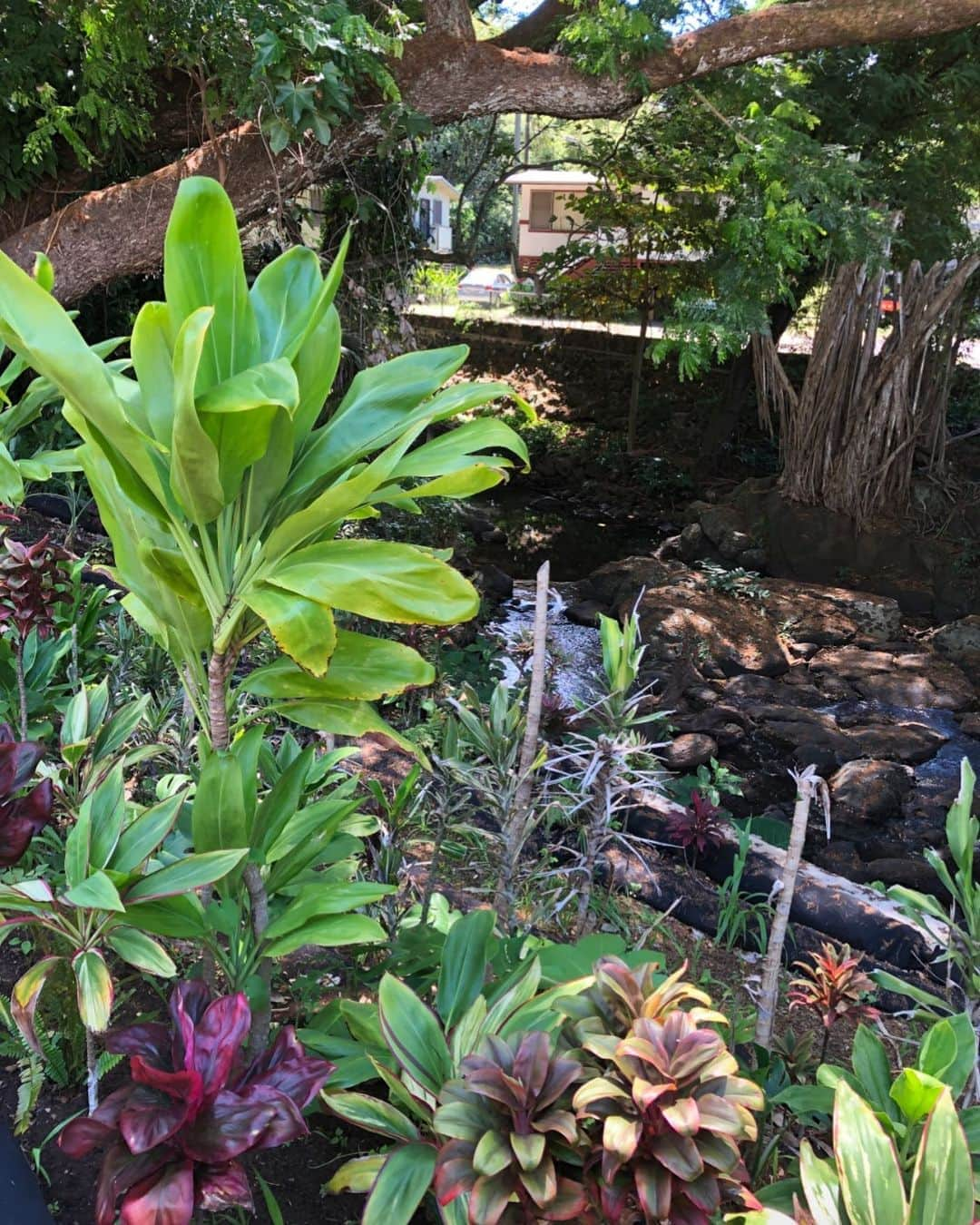 Honolulu Myohoji Missionさんのインスタグラム写真 - (Honolulu Myohoji MissionInstagram)「🌿 Sharing Honolulu Myohoji’s little botanical garden with you! This area used to be a rest room, but thanks to Rev. Kageyama’s suggestions, we were able to demolish the rest room and added more plants. Please come and visit our mini botanical garden when we re-open the temple to public. For those who live in Oahu, let us stay well and safe during the lockdown period.  * * * * #ハワイ #ハワイ好きな人と繋がりたい  #ハワイだいすき #ハワイ好き #ハワイに恋して #ハワイ大好き #ハワイ生活 #ハワイ行きたい #ハワイ暮らし #オアフ島 #ホノルル妙法寺 #HawaiianAirlines #ハワイアン航空 #思い出　#honolulumyohoji #honolulumyohojimission #御朱印女子 #開運 #穴場 #パワースポット #hawaii #hawaiilife #hawaiian #luckywelivehawaii #hawaiiliving #hawaiistyle #hawaiivacation」8月26日 15時57分 - honolulumyohoji