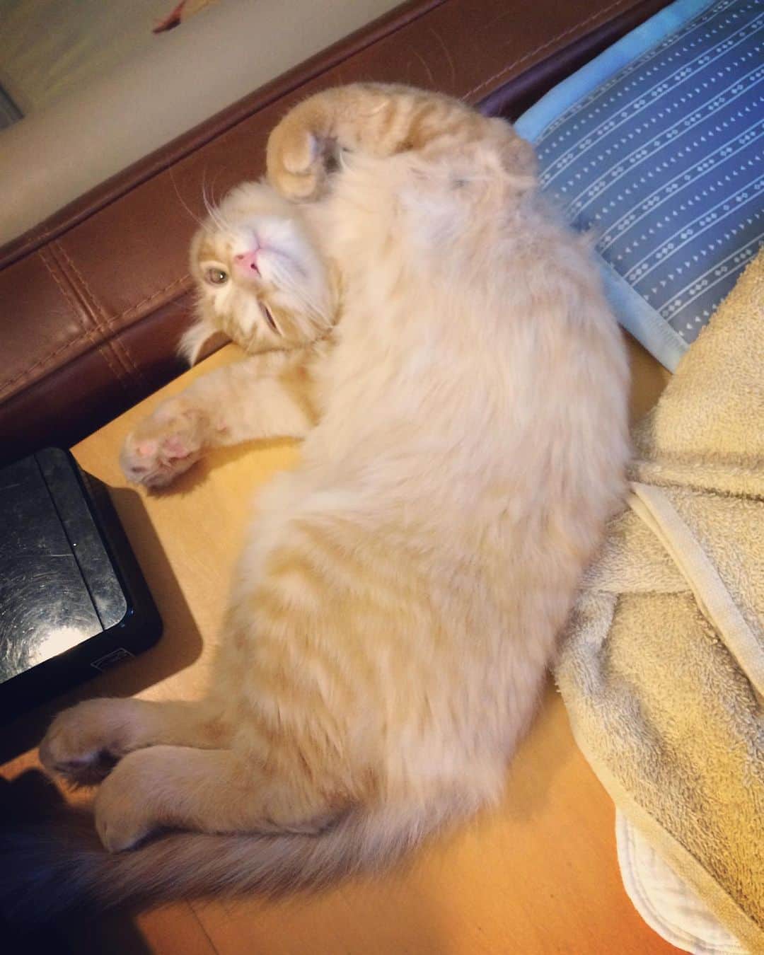 岡田屋鉄蔵のインスタグラム：「撫でられ待ち」