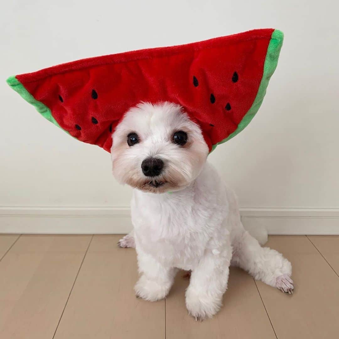 セロリのインスタグラム：「【2020年夏】 すいかボーイ降臨。 #maltese #マルチーズ #アレルギー #すいか #watermelon」