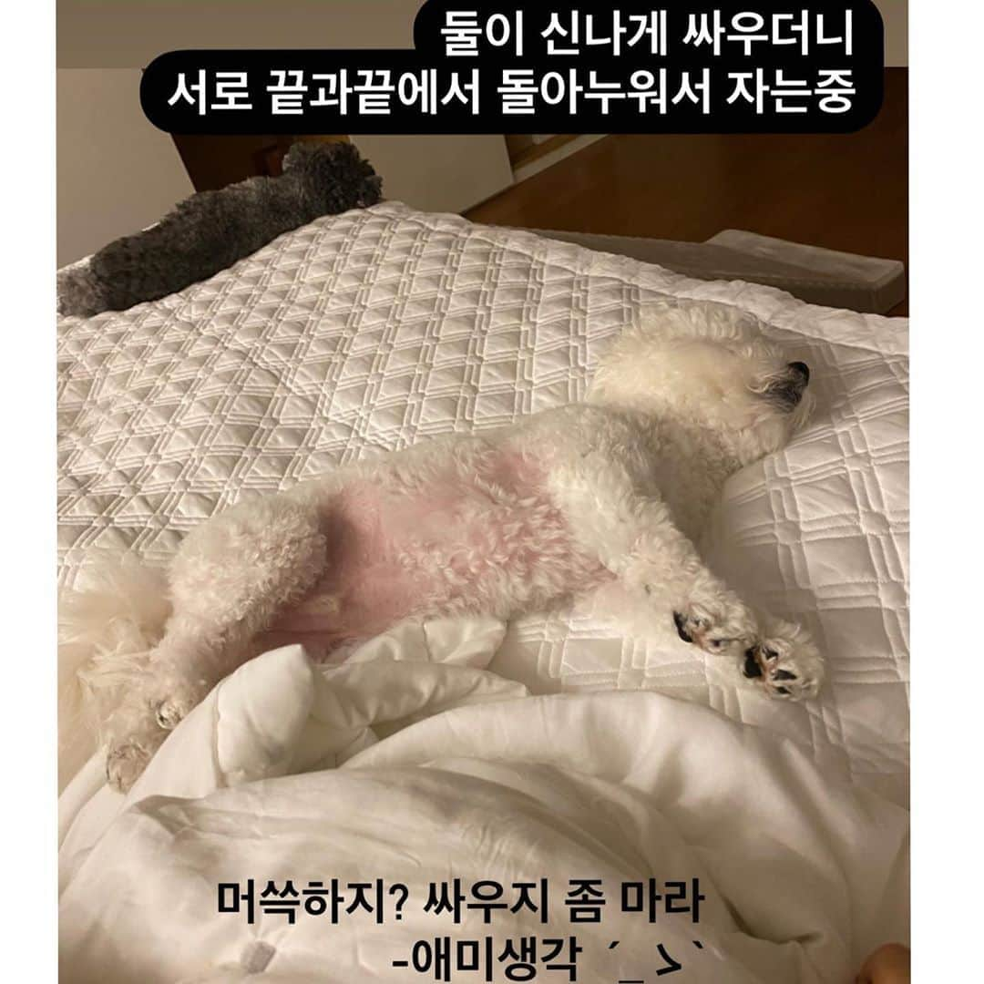 チョ・ミニョンさんのインスタグラム写真 - (チョ・ミニョンInstagram)「강제 화해 후 앙모찌들 ♥ 오늘 외부에서 미팅와서 3시간 미팅후 회의실에서 나오니 민기삼촌 슬그머니 와서 한마디 하네요 “ 뭐 이산가족 상봉했어 ? #기가쪽빨려서_커피는믹스로 ´_ゝ` - 아 퇴근고파 😗 #앙모찌맘」8月26日 14時49分 - xxjominxx