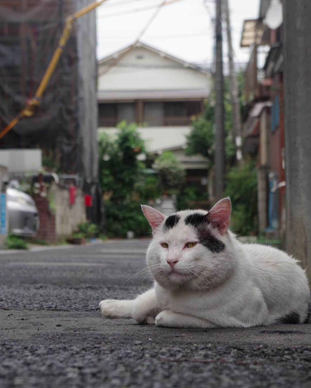 Kachimo Yoshimatsuさんのインスタグラム写真 - (Kachimo YoshimatsuInstagram)「一年前のナナクロ Nanakuro a year ago  Photo:2019.08.26 うちの前の私道でくつろぐ。 そしてパトロールへ。 この日は夜も来た。  #うちの猫ら #nanakuro #ナナクロ #みんなのナナクロ展 #猫 #ねこ #cat #ネコ #catstagram #ネコ部 http://kachimo.exblog.jp」8月26日 15時05分 - kachimo