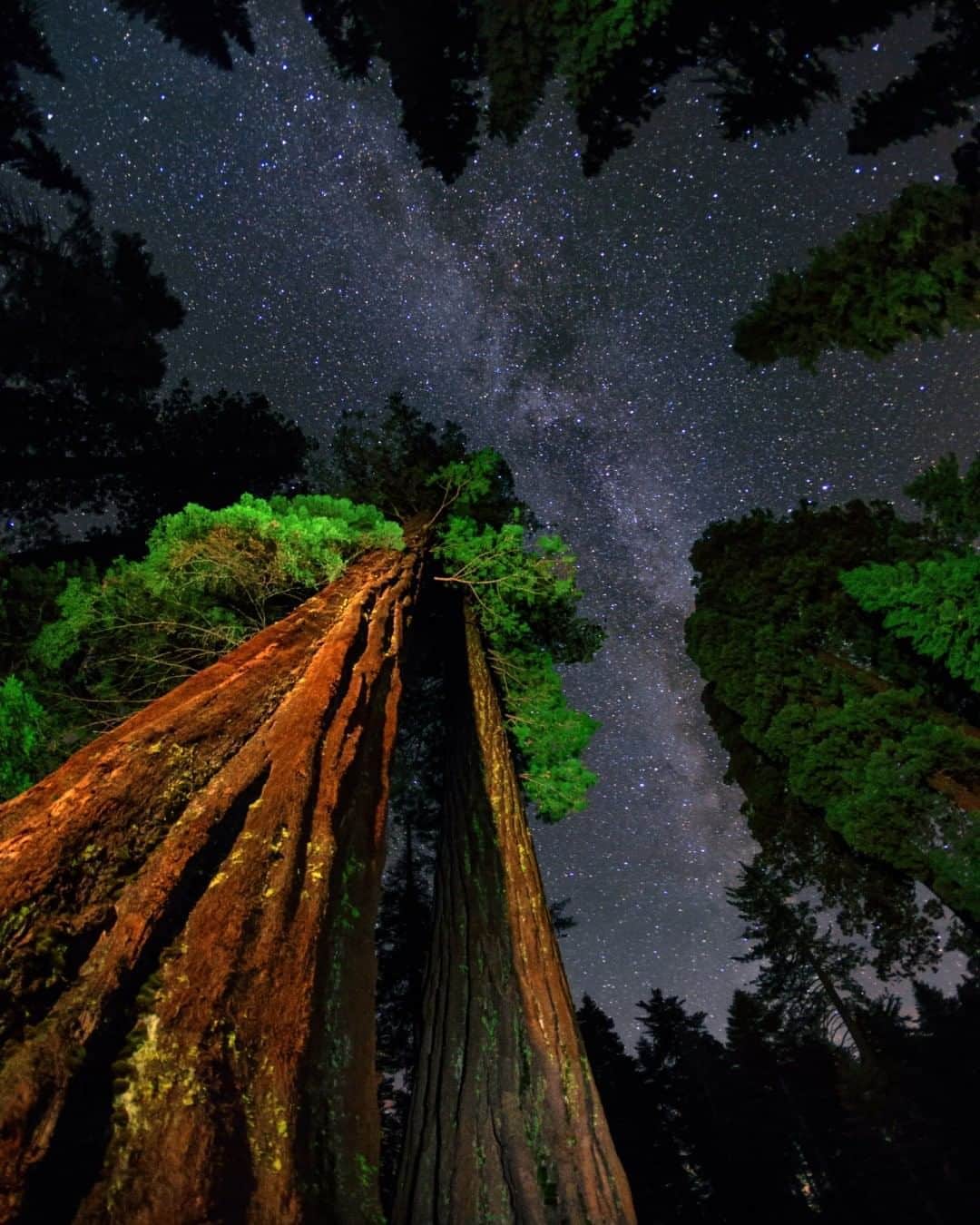 ナショナルジオグラフィックさんのインスタグラム写真 - (ナショナルジオグラフィックInstagram)「Photo by @babaktafreshi  Under Yosemite's sky: Walking in the dark among these giants is a spectacular experience. The Milky Way was crossing the summer sky above towering giant sequoia trees, some of the largest and tallest on Earth, reaching 70-80 meters (210-240 ft). Some can be up to 2,700 years old.  Explore more of the world at night with me @babaktafreshi. #twanight #yosemite #sequoia #nightsky」8月26日 15時39分 - natgeo