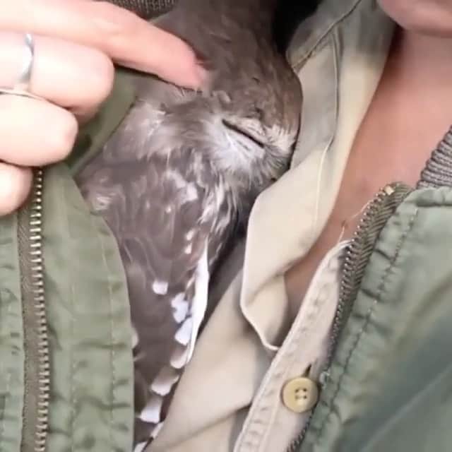 WildLifeのインスタグラム：「Barking owl resting in her caretakers jacket at the Lone Pine Sanctuary in Brisbane, Australia; a foundation dedicated to caring for displaced or injured Australian animals.  Video by @tessagrace11」