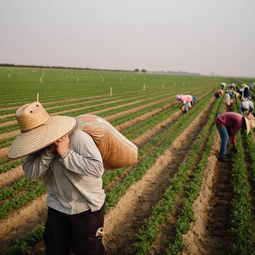 ニューヨーク・タイムズさんのインスタグラム写真 - (ニューヨーク・タイムズInstagram)「Climate change is piling on to the hazards already faced by California farm laborers — some of the country's poorest, most neglected workers.   Summer days are hotter than they were a century ago in the already scorching San Joaquin Valley. The nights, when the body would normally cool down, are warming faster. Heat waves are more frequent. And across the state, fires have burned over a million acres in less than 2 weeks.   Still, hundreds of thousands of men and women there continue to pluck and pack produce for the nation, as temperatures soar into the triple digits for days at a time and the air turns to a soup of dust and smoke, stirred with pollution from truck tailpipes and chemicals sprayed on the fields.   The San Joaquin Valley Air Pollution Control District urged residents to stay indoors. Good advice, in theory, Leonor Hernández, a mother of 3, said. “But we need to work, and if we stay indoors we don’t get paid,” she said. “We have bills for food and rent to pay.”   The problem of intensifying heat underscores that issue: You work fewer hours, you make less. And for those who get paid at piece rates — wine grape pickers generally get paid by the bin — there can be a perverse incentive to work as fast as possible, even if it means skipping a water break.   “It’s the price of cheap food,” said Armando Elenes, secretary-treasurer of the United Farm Workers of America, which was an advocate for heat standards in California 15 years ago after a spate of farmworker deaths. The union is pushing for similar national legislation. Tap the link in our bio to read more. Photos by @brianlfrank」8月26日 7時34分 - nytimes
