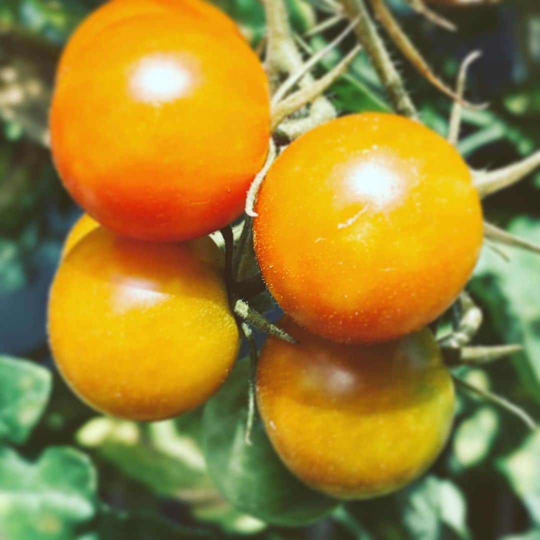 のインスタグラム：「#mini #tomato #growing #hope #neighborhood」