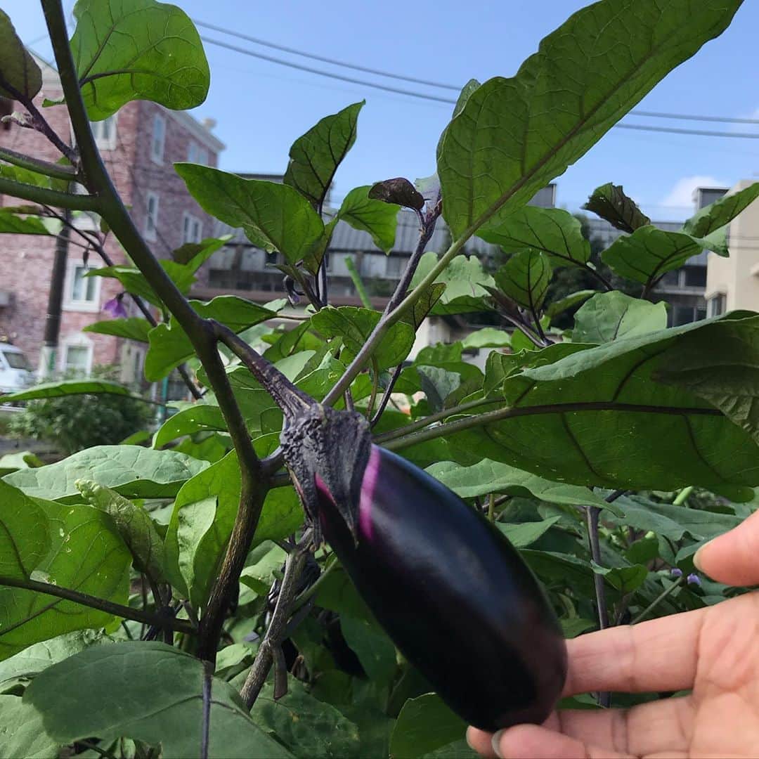 小谷あゆみのインスタグラム：「おはようございなす🍆‼️ お日さま☀️晴れーー‼️」