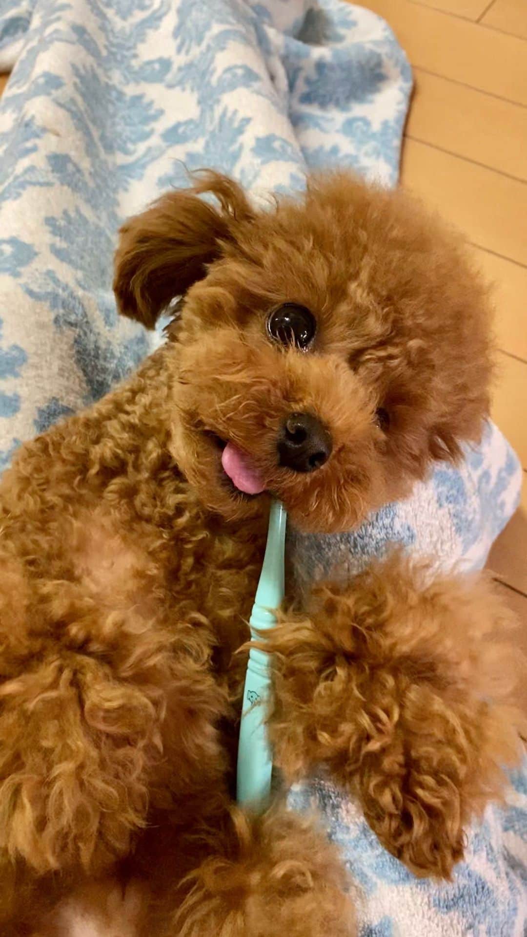 ベルのインスタグラム
