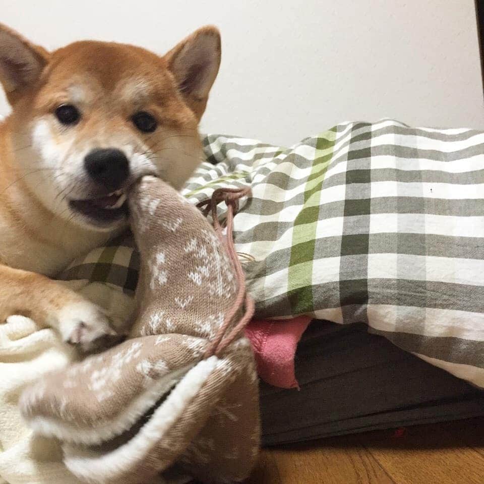 柴犬⭐️サスケのインスタグラム：「おはわん #イタズラ#スリッパ何足ダメにしたかな#布団カバーも何組ダメにしたかな#ラグなんて敷けなかったね#柴犬#赤柴#茶助#昔#懐かしい#ふわもこ部 #犬ら部 #わんだフォ #pecoいぬ部 #🐶📷 #🐶#shibastagram」