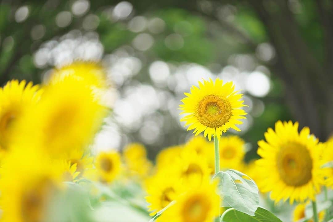 kiccyomuのインスタグラム：「☀️ 2020.08.26 Wed #昭和記念公園 #向日葵 🌻🌻🌻 SKKの🌻は、まだ大丈夫かなぁ？ #心に花を  また今日も暑そうですネ〜💦 残暑もコロナも早くおさまりますように🙏 水曜日…今日も元気に🤗  location #東京 📷撮影 2020年08月16日」