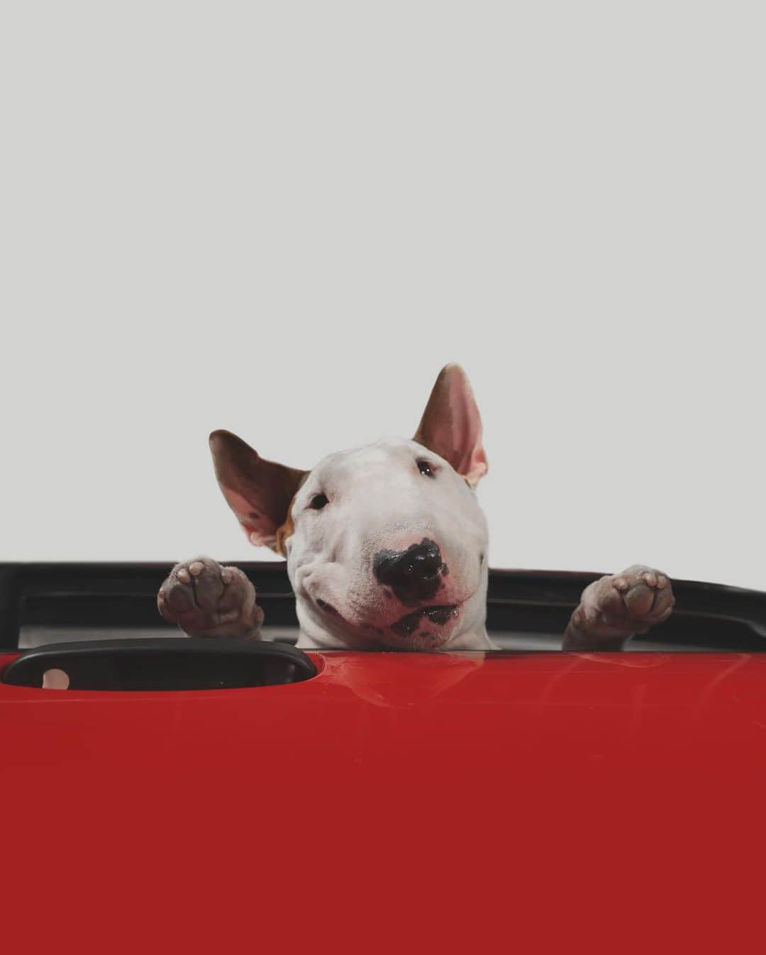 ラファエルのインスタグラム：「Be kind to your dog.  He is only a few years of your life.  But you are all of his. . . Seja o melhor pro seu cachorro. Ele vai ficar contigo so alguns anos da sua vida.  Mas vc vai fazer parte da vida toda dele.」