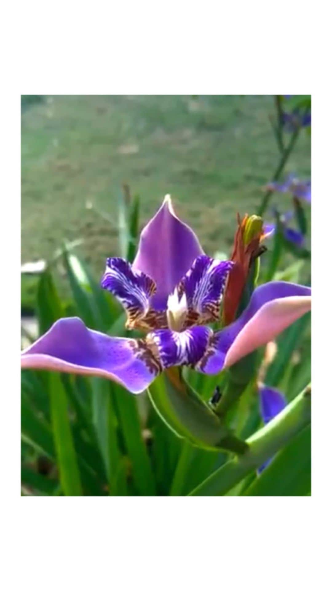ジュリアナ・パエスのインスタグラム：「Que registro incrível, fiquei emocionada com tamanha beleza!!! Que coisa mais linda!!! Ah, natureza 🍃🌱🌷 Na trilha uma das minhas músicas favoritas da vida: September Song da Agnes Obel 😌」