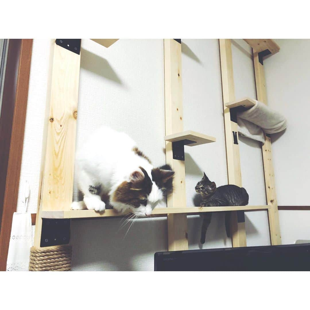 宮田聡子さんのインスタグラム写真 - (宮田聡子Instagram)「兄ちゃんが作ったキャットウォークが凄すぎて‥ うちにも作ってほしい‥ 朝から猫に癒される。  今日も暑いけど一日がんばりましょー‼︎いってらっしゃい (๑′ᴗ‵๑)」8月26日 9時12分 - miyatasatoko