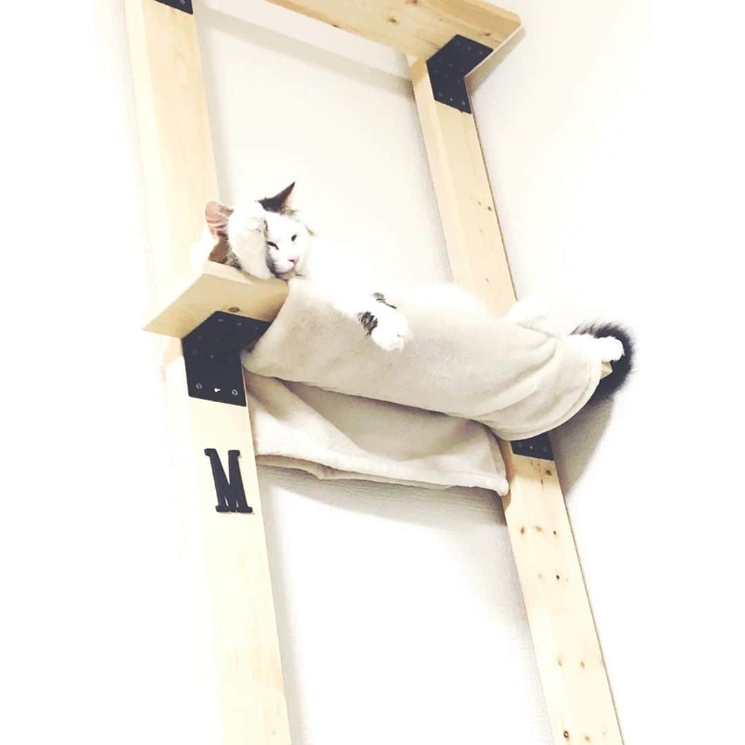 宮田聡子さんのインスタグラム写真 - (宮田聡子Instagram)「兄ちゃんが作ったキャットウォークが凄すぎて‥ うちにも作ってほしい‥ 朝から猫に癒される。  今日も暑いけど一日がんばりましょー‼︎いってらっしゃい (๑′ᴗ‵๑)」8月26日 9時12分 - miyatasatoko