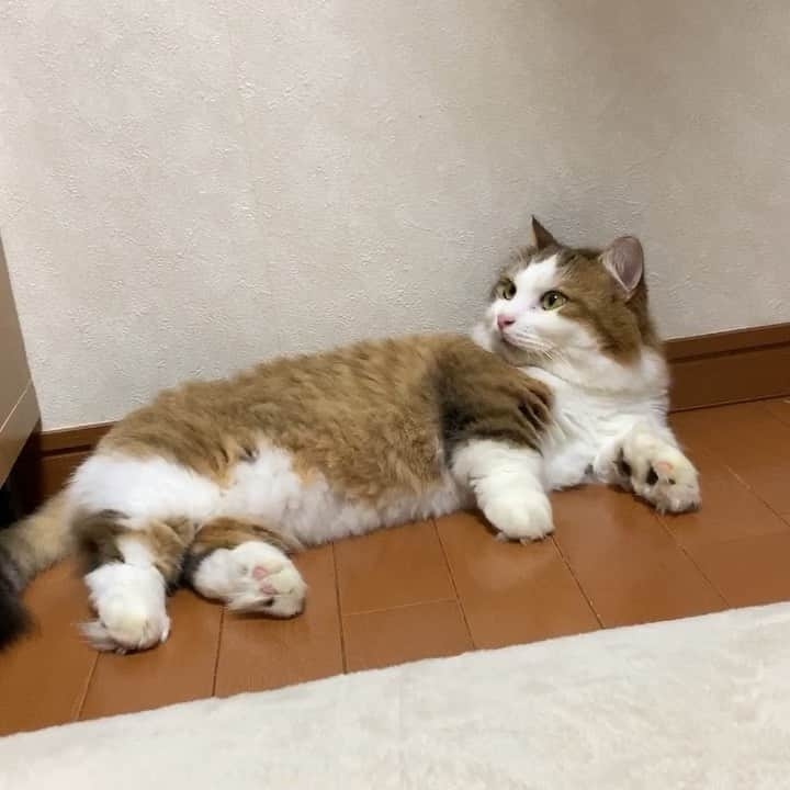 ひのき猫のインスタグラム