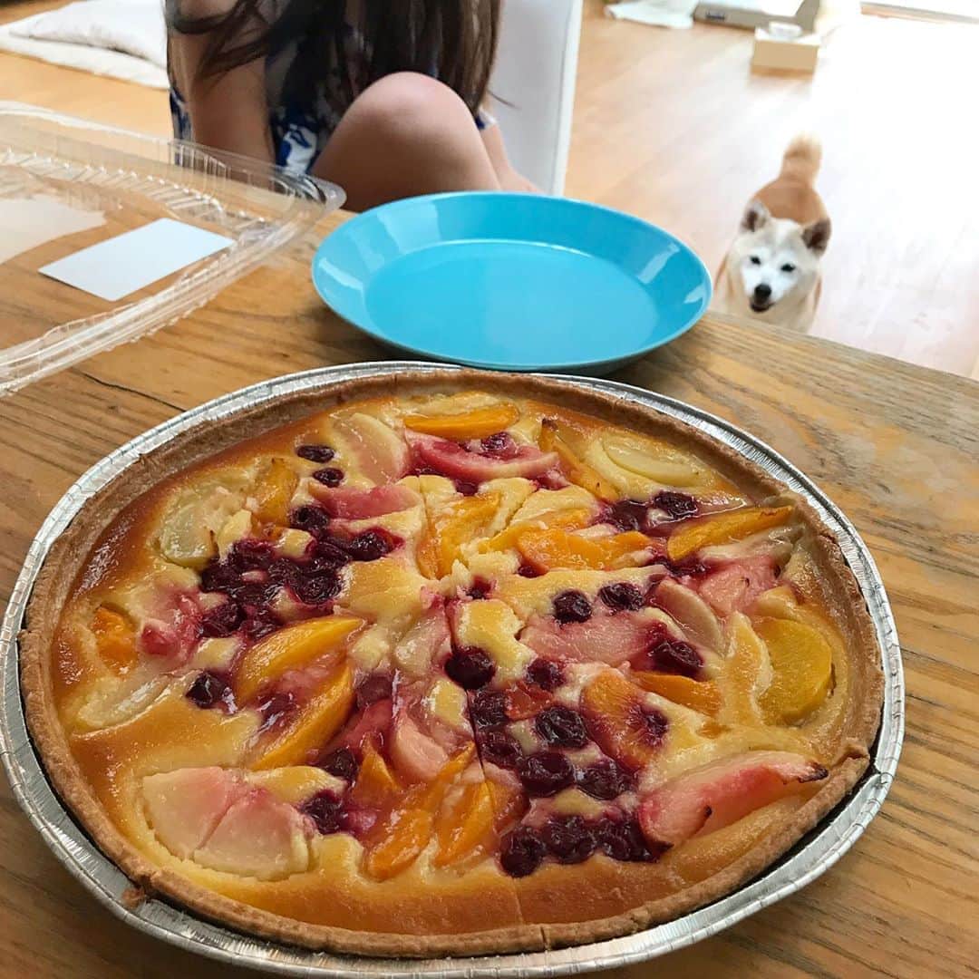柴犬リリコのインスタグラム：「スイーツ女子💕🥧🧒🏻🐶 ※ 普段食べ物に興味を示さないのにバター🧈系のスイーツにはグイグイ来るリリコさん  #コストコ #ピーチアンドチェリータルト」