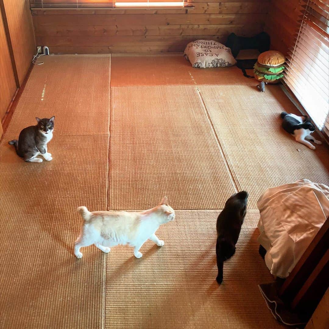 池内万作さんのインスタグラム写真 - (池内万作Instagram)「珍しく猫部が全員一部屋に集合。 #イケウチ家の猫 #しろっさん #くろっさん #たらっさん #ねおっさん」8月26日 9時50分 - mandeshita