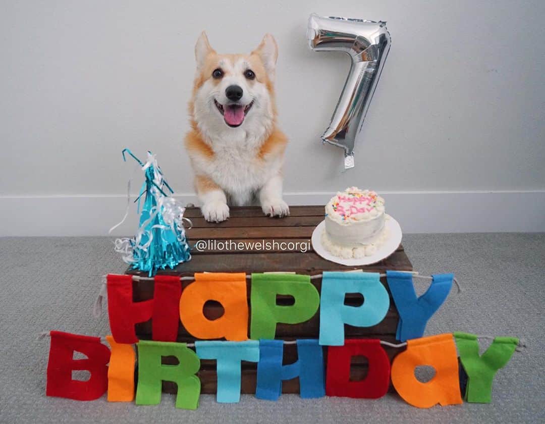 Liloさんのインスタグラム写真 - (LiloInstagram)「This doggo is lucky 7 today woof! I wish birthdays were everyday so I can eat cake all the time... that would pawsome! 🎂 ⁣⁣ ⁣⁣ ⁣⁣ ⁣⁣ ⁣⁣ ⁣⁣ ⁣⁣ ⁣⁣ ⁣⁣ ⁣⁣ ⁣⁣ ⁣⁣ ⁣⁣ #weeklyfluff #vscocam #huffpostgram #animalsaddict #houndsbazaar #ruffpost #fluffypack #bestwoof  #cutepetclub #animalsco #corgi #dogsofinstagram #aplacetolovedogs #buzzfeedanimals #barkbox #dogsofig #dog #puppies #cute #corgination #barkpack #corgisofinstagram #birthday #barkday」8月26日 9時52分 - lilothewelshcorgi