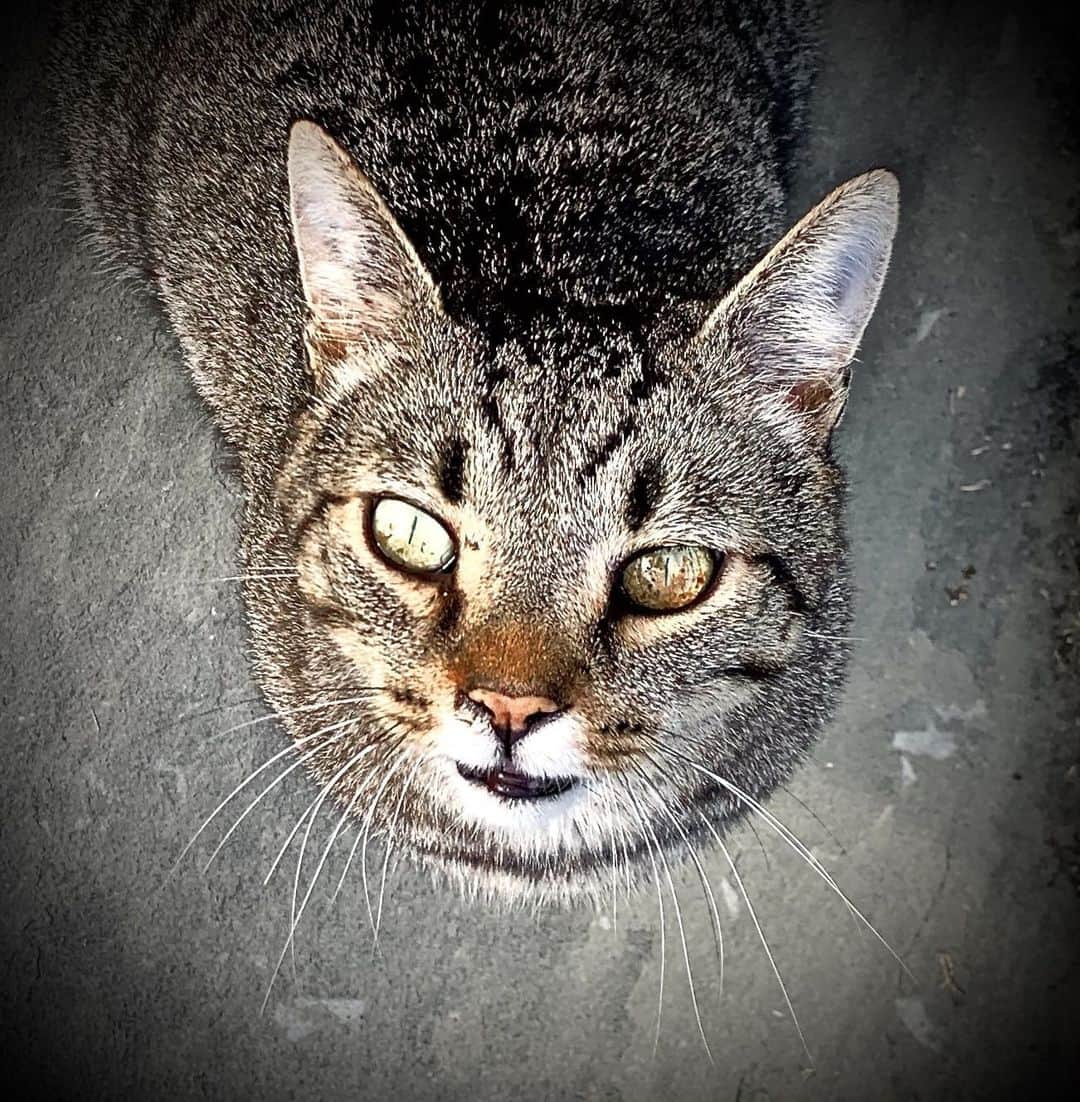 ロン・ハワードのインスタグラム：「Buddy’s gaze. He always looks to me like he’s searching for answers.」