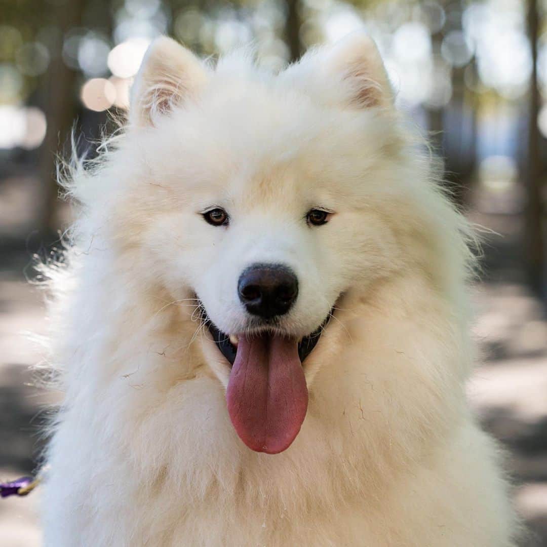 The Dogistさんのインスタグラム写真 - (The DogistInstagram)「Fitz, Samoyed (1 y/o), Hoboken Riverside Park, Hoboken, NJ • “He’s the only male Samoyed in Hoboken and he’s trying to keep it that way. When he was a puppy he was afraid of the river – didn’t like the boats. But he’s since grown past that.” @fitzdrogo_samoyed」8月26日 10時40分 - thedogist