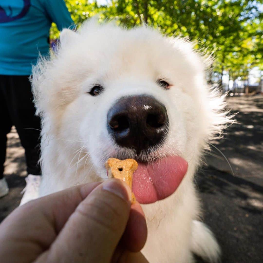 The Dogistさんのインスタグラム写真 - (The DogistInstagram)「Fitz, Samoyed (1 y/o), Hoboken Riverside Park, Hoboken, NJ • “He’s the only male Samoyed in Hoboken and he’s trying to keep it that way. When he was a puppy he was afraid of the river – didn’t like the boats. But he’s since grown past that.” @fitzdrogo_samoyed」8月26日 10時40分 - thedogist