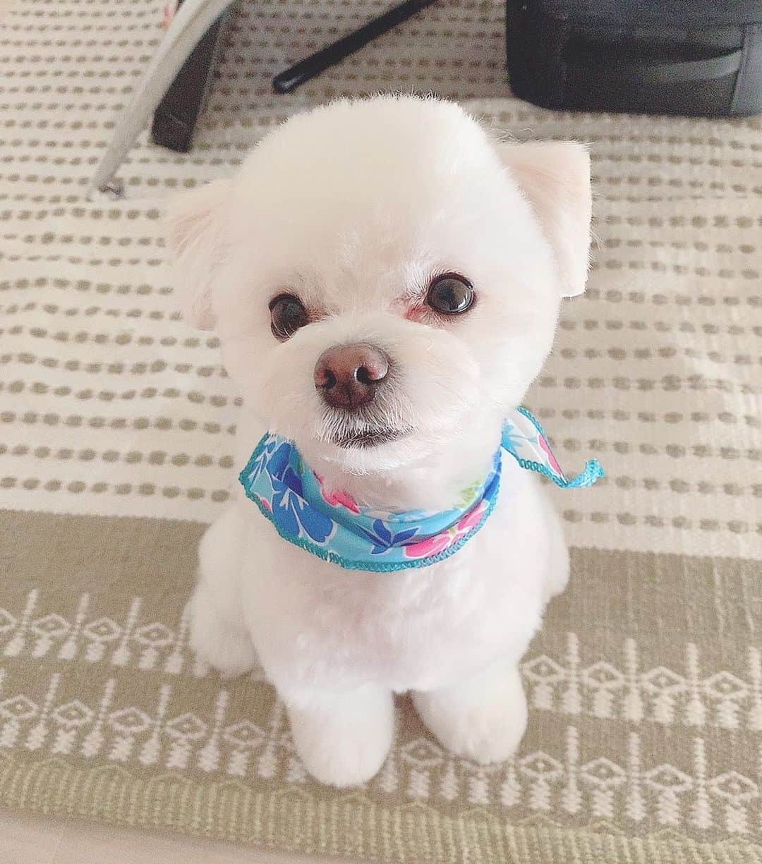 こなんさんのインスタグラム写真 こなんinstagram まんまるでかわいい マルプー トリミング マルチーズ トイプードル いぬすたぐらむ サマーカット ライオンカット 8月26日 10時53分 Konan 610