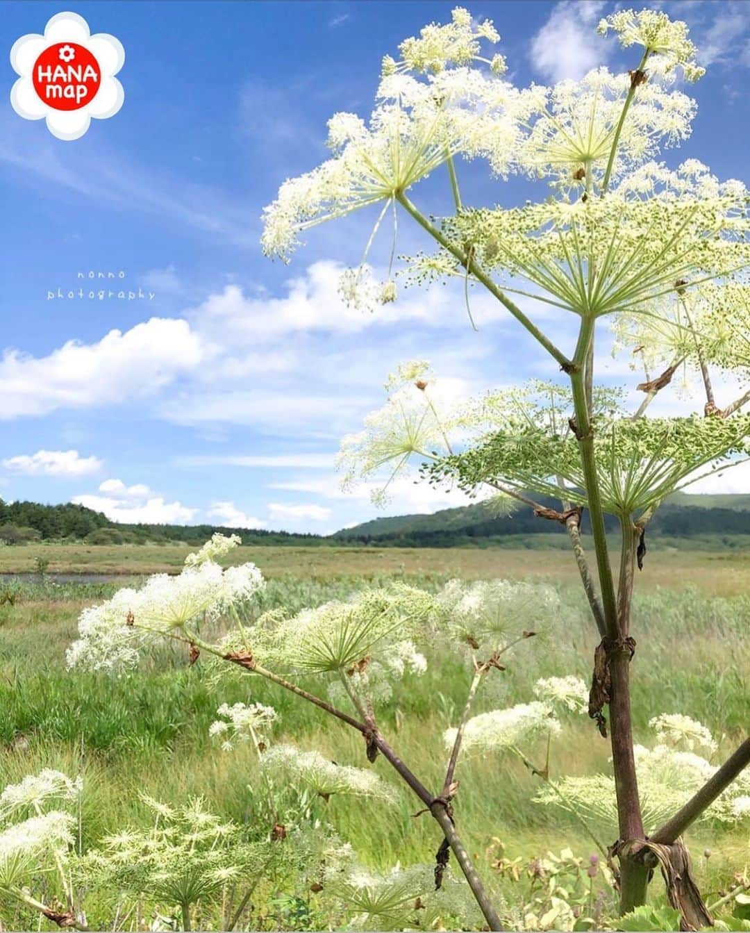 はなまっぷ❁日本の花風景さんのインスタグラム写真 - (はなまっぷ❁日本の花風景Instagram)「🌸はなまっぷ🌸 * @no41n さんの 花のある風景に花まるを💮 * 爽やかな空気の中で咲き誇る美しいシシウドをありがとうございます😊🌸 * 長野　 #八島湿原 Yashima wetland , Nagano Pref. * 🌼シシウドの花言葉📝🌼 健康美 * 見頃を過ぎている場所もご紹介しています。お出かけの際はHP等で最新の情報をご確認くださいね🙏🌸 * 🌸•••🌸•••🌸•••🌸•••🌸•••🌸 * いつも素敵なお花をありがとうございます😊 日本の花のある風景にタグ付けしてください🌸 お花があれば何でもOKです💓 * #はなまっぷ * #日本の美しい花風景#花のある風景#花#花言葉#風景#シシウド」8月26日 10時55分 - hanamap